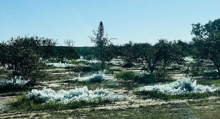 Freeze Help on the Way to Florida Farmers